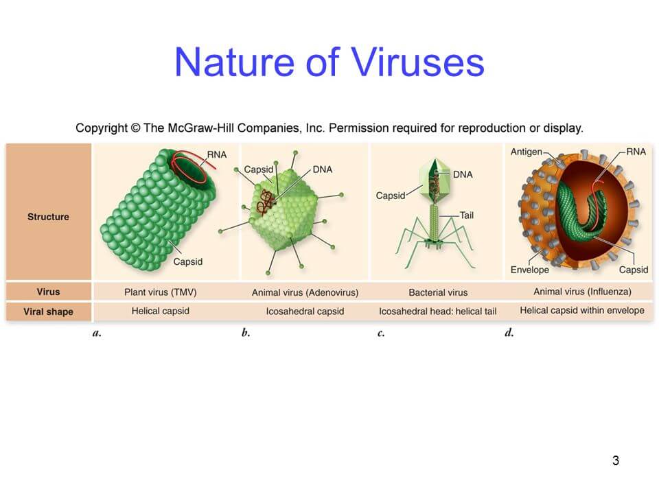 nature of virus